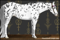 Horse Color:Black Sabino Appaloosa