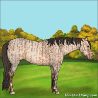 Horse Color:Bay Dun  and Amber Champagne Dun 