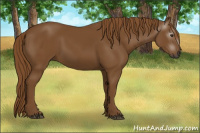 Horse Color:Gray Chestnut 