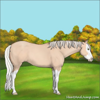 Horse Color:Silver Amber Champagne Dun Splash 