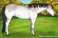 Horse Color:White Spotted Bay Roan Dun 