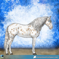Horse Color:Chocolate Palomino Dun Sabino Splash Tobiano Frame Near Leopard Rabicano