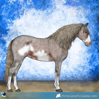 Horse Color:Liver Chestnut Sabino Frame 