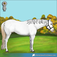 Horse Color:Buckskin Leopard 