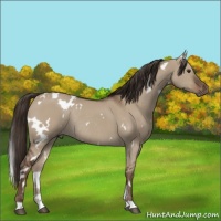 Horse Color:White Spotted Liver Red Dun Rabicano 