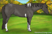 Horse Color:Smoky Blue Roan Tobiano 