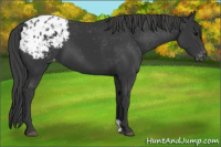 Horse Color:Black Appaloosa 