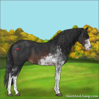 Horse Color:Brown Sabino 
