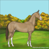 Horse Color:Classic Cream Champagne Sabino 