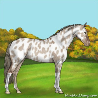 Horse Color:Liver Red Dun Mushroom Appaloosa Rabicano