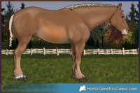 Horse Color:Chocolate Palomino Sabino 