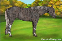 Horse Color:Black  and Silver Black 