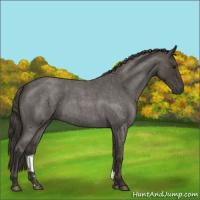 Horse Color:Smoky Blue Roan 