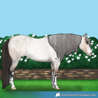 Horse Color:Bay Roan Dun Rabicano 
