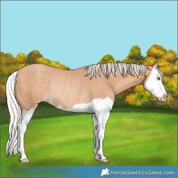 Horse Color:Silver Amber Champagne Splash Rabicano