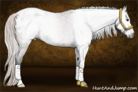 Horse Color:Gray Silver Brown Roan Appaloosa Rabicano