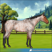 Horse Color:Bay Roan 