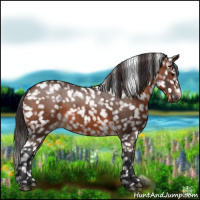 Horse Color:Brown Appaloosa 