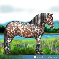 Horse Color:Bay Appaloosa