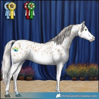 Horse Color:Gray Silver Classic Champagne Dun Splash Appaloosa 