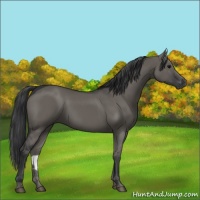 Horse Color:Grullo 