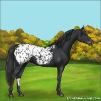 Horse Color:Black Appaloosa Rabicano 
