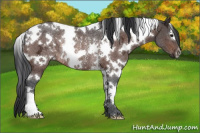 Horse Color:White Spotted Brown Ice Rabicano 