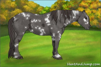 Horse Color:White Spotted Smoky Black Ice 