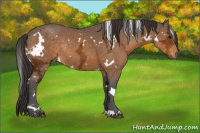 Horse Color:White Spotted Buckskin Ice Rabicano 