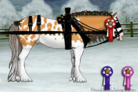 Horse Color:Buckskin Splash Appaloosa