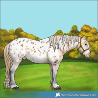 Horse Color:Buckskin Frame Near Leopard 