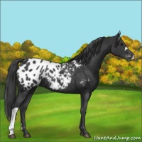 Horse Color:Black Appaloosa Rabicano