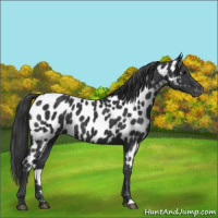 Horse Color:Black Appaloosa Rabicano 