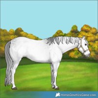 Horse Color:Gray White Spotted Black Sabino 