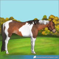 Horse Color:Bay Tobiano 