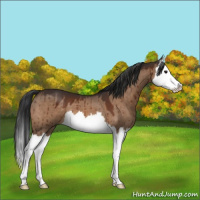 Horse Color:Bay Dun Splash Brindle 