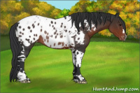 Horse Color:Brown Tobiano Appaloosa Rabicano 