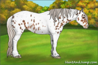 Horse Color:Silver Buckskin Tobiano Appaloosa Rabicano 