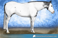 Horse Color:Black Splash Near Fewspot 