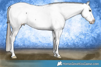 Horse Color:Black Splash Appaloosa 