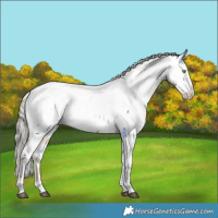 Horse Color:Chestnut Mushroom Near Fewspot 