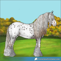 Horse Color:Liver Chestnut Sabino Splash Appaloosa  and Gray Liver Chestnut Sabino Splash Appaloosa 