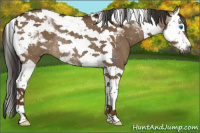 Horse Color:Gray Liver Red Dun Splash Tobiano Rabicano 