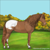 Horse Color:Chestnut Appaloosa