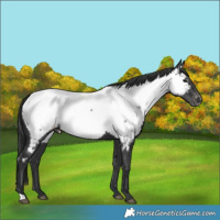 Horse Color:Black Appaloosa 