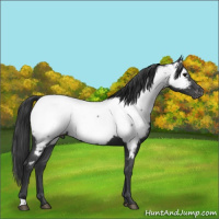Horse Color:Black Appaloosa 