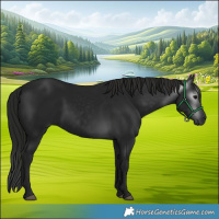 Horse Color:Gray Smoky Black 