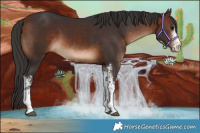 Horse Color:Bay Sabino 