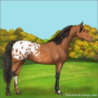 Horse Color:Bay Appaloosa