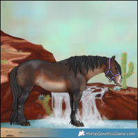 Horse Color:Brown Sabino 